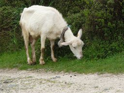 Via-Algarviana