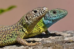 Via-Algarviana