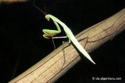 Via-Algarviana