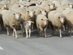 Via-Algarviana