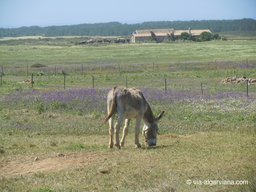 Via-Algarviana