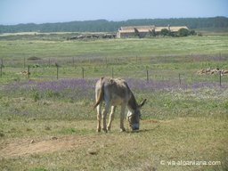 Via-Algarviana